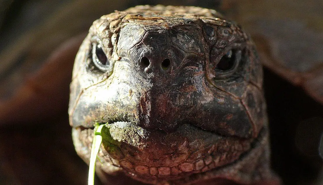 Rotting Turtle - Indie Perfume That Shouldn’t Work (But Does)